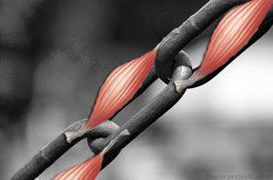 Muscular connections across the kinetic chain